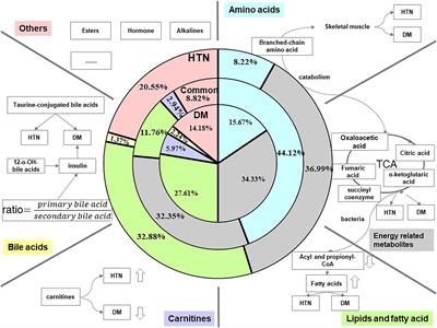 How Perturbated Metabolites in Diabetes Mellitus Affect the Pathogenesis of Hypertension?